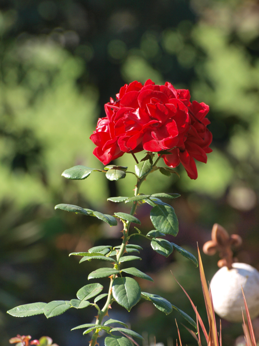 KGV Kuhweiher, Blume rot